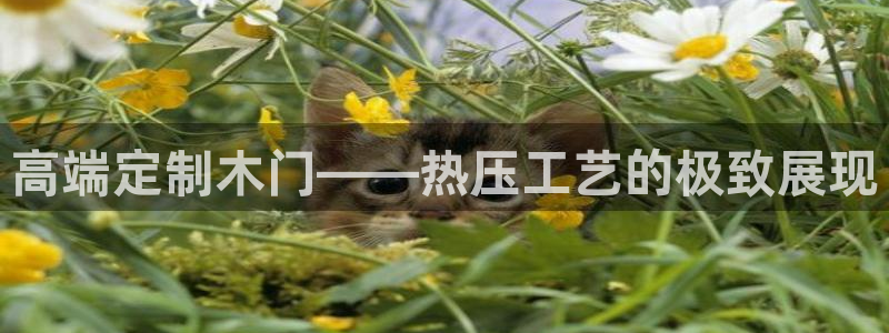 emc平台：高端定制木门——热压工艺的极致展现